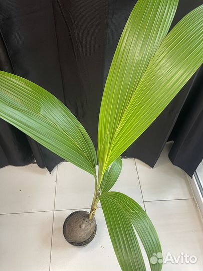 Цикасс,Ананас,Банановое дерево, Нолина