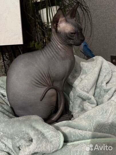 Канадский сфинкс