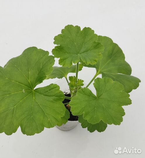 Пеларгонии сортовые