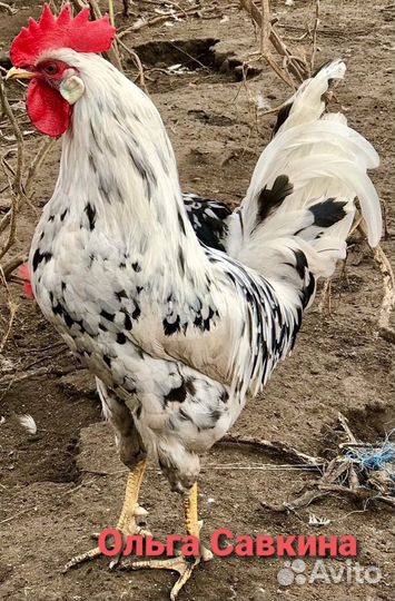 Инкубационное яйцо Леггорн Далматинец