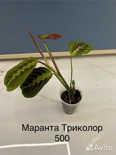 Комнатные растения. Строманта, Маранта, Калатея