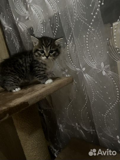 Отдам бесплатно кошку