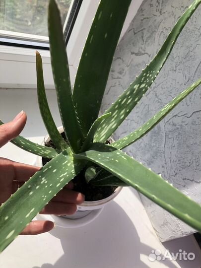 Алоэ вера(3,5г) для лечебных и косметических целей