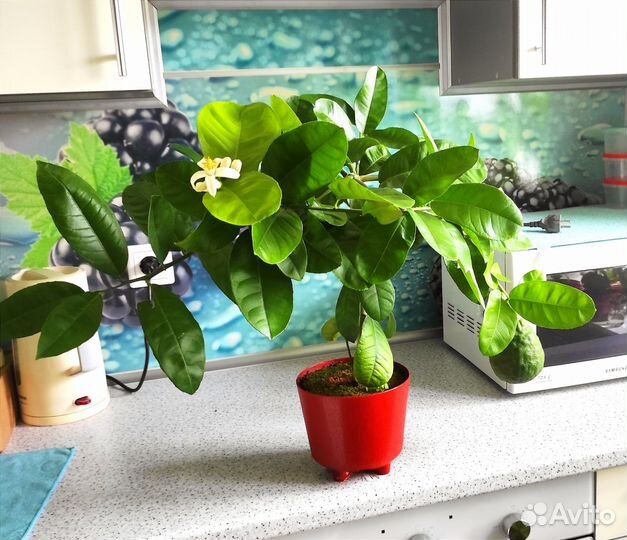 Лимон взрослое дерево с плодами