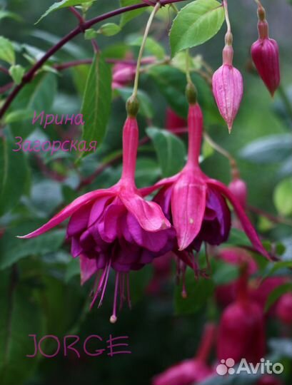 Сортовые фуксии