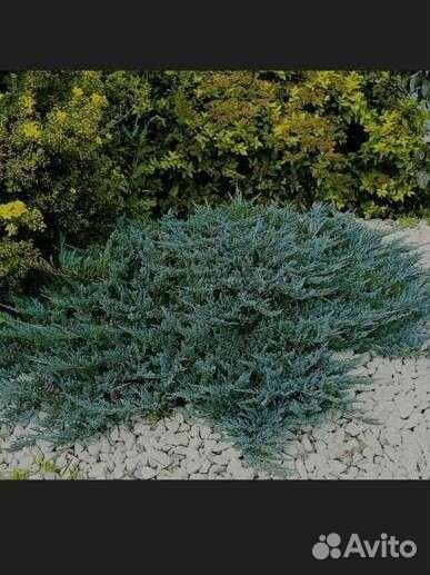 Можжевельник блю чип