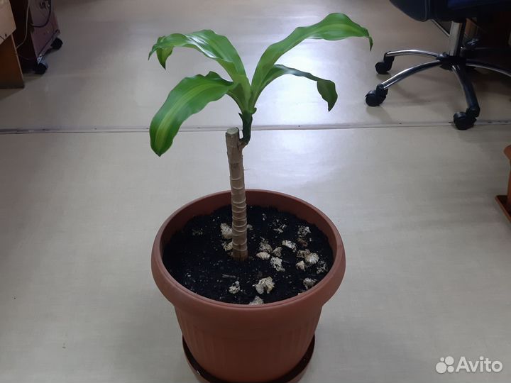 Пальма драцена