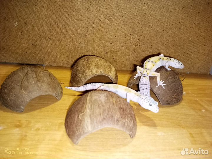 Фон, укрытие, Кокос, террариум/аквариум