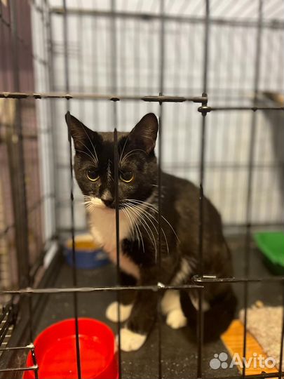 Кот в добрые руки