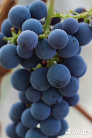 Саженцы винограда 4+1