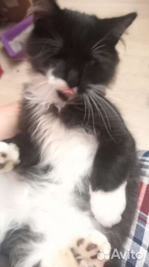 Котята в дар бесплатно