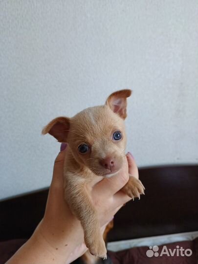 Щенки чихуахуа девочки