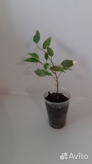 Фикус бенджамина пестролистный