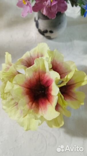 Рассада цветов