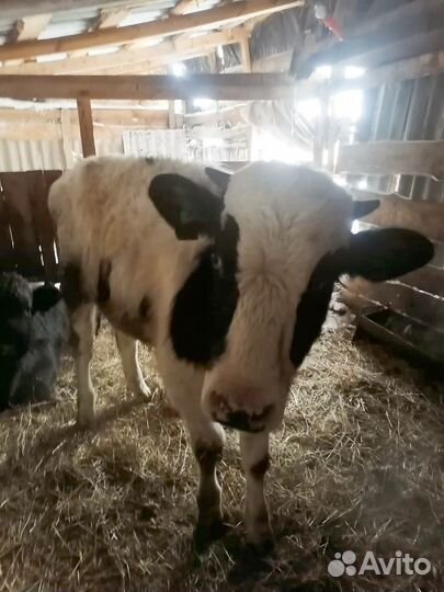 Бычки и быки