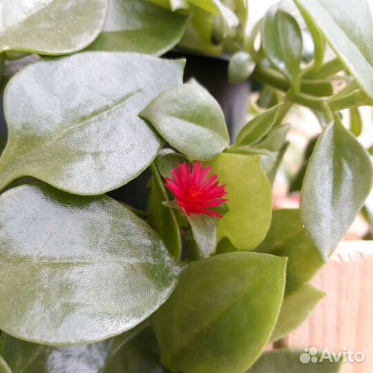 Аптения кордифолия