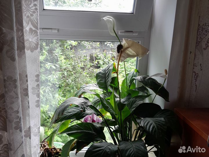 Цветы домашние,спатифилиум и много других