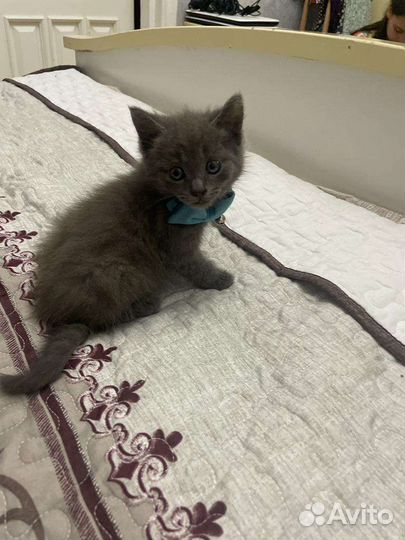 Ласковый котенок