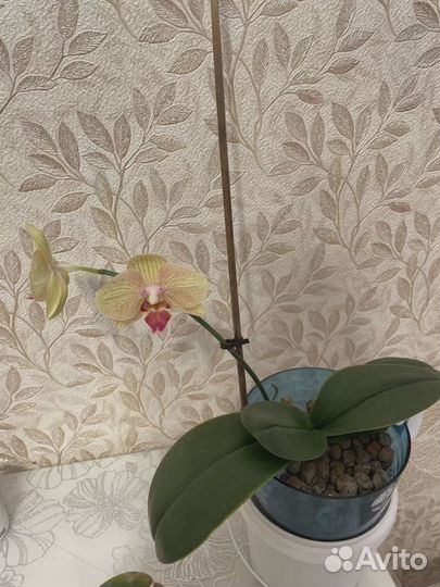 Орхидея фаленопсис