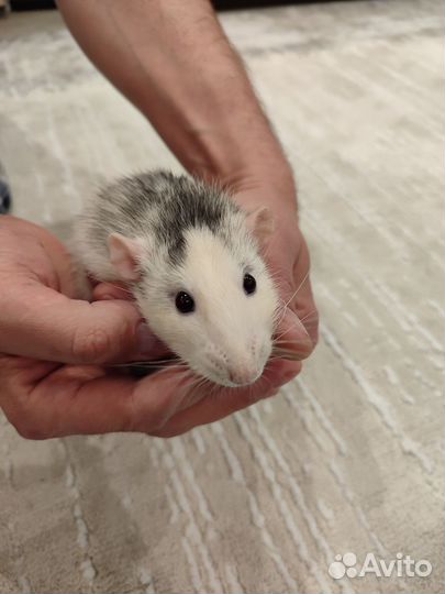 Крыса дамбо мальчик