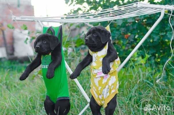 Гостиница для собак