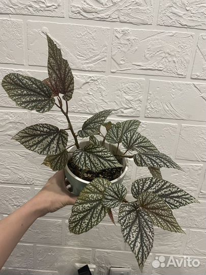 Бегония серебристо-крапчатая