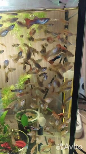 Аквариумные рыбки
