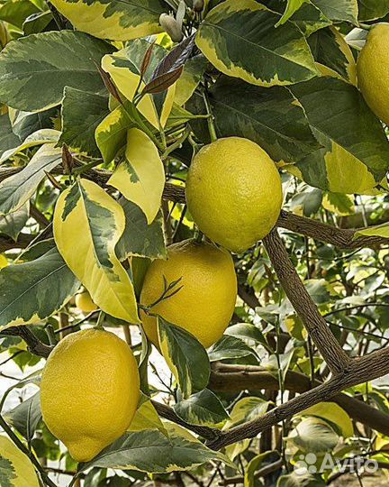 Цитрусовые плодоносящие растения