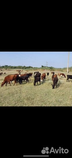 Бычки телки