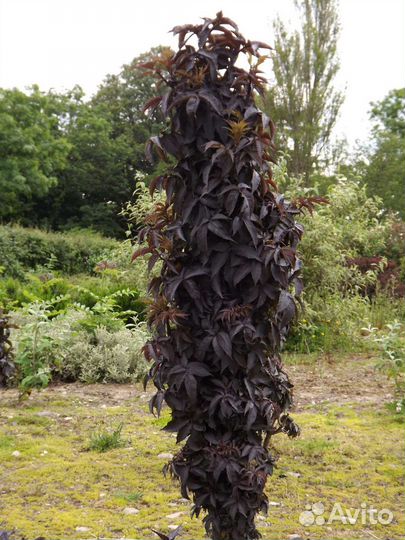 Бузина чёрная(читайте описание)