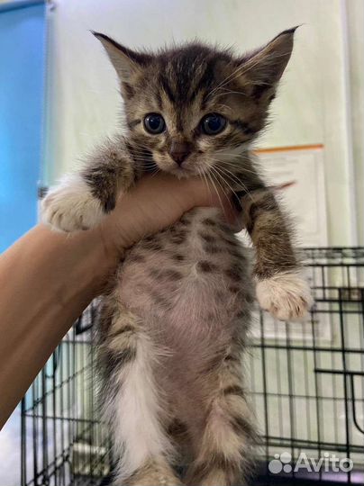 6 котят в добрые руки