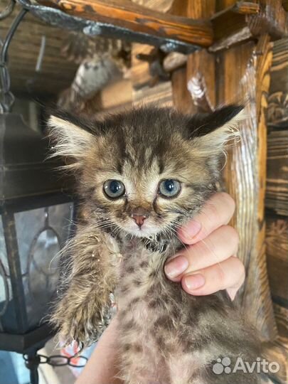 Кошка в дар