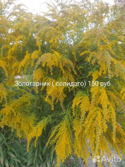 Многолетники для сада цветы