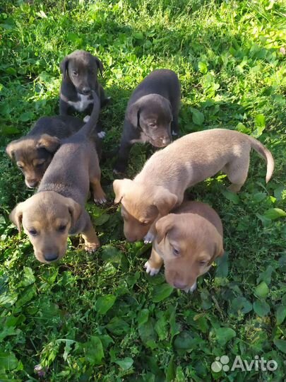 Щенки
