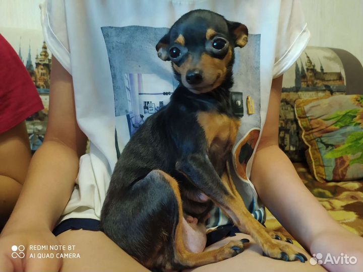 Мини той-терьер