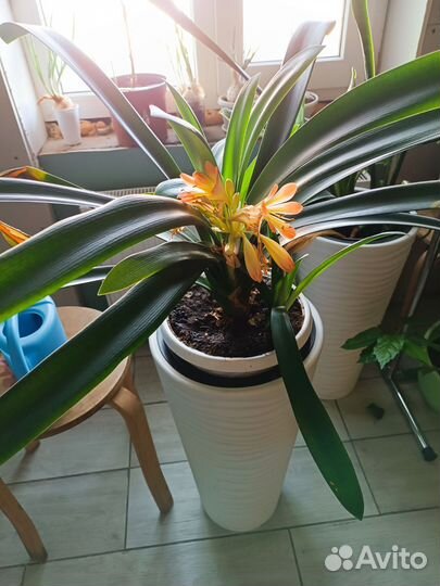 Кливия киноварная