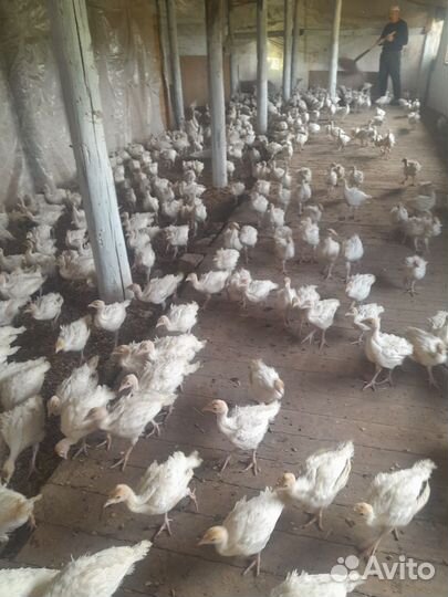 Индюшата молодняк