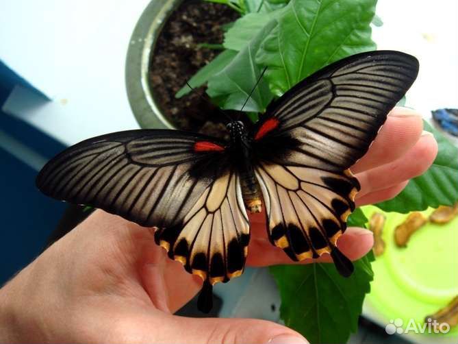 Живые бабочки на 8 марта предзаказ