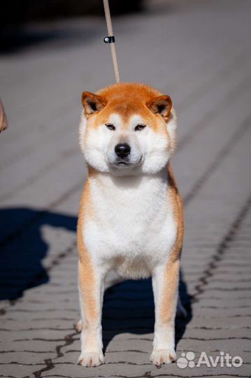 Шиба сиба ину, кобель, импорт Чехия