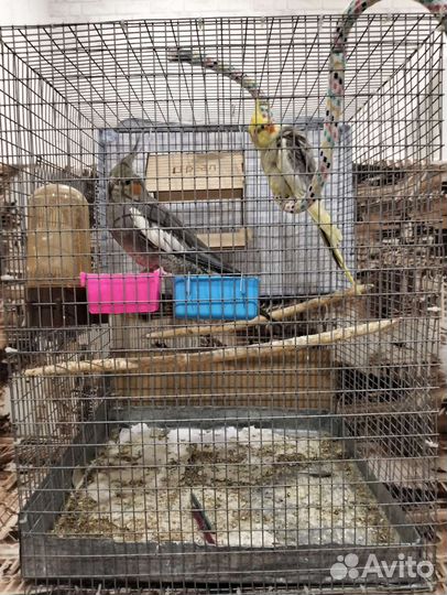 Попугаи Корелла