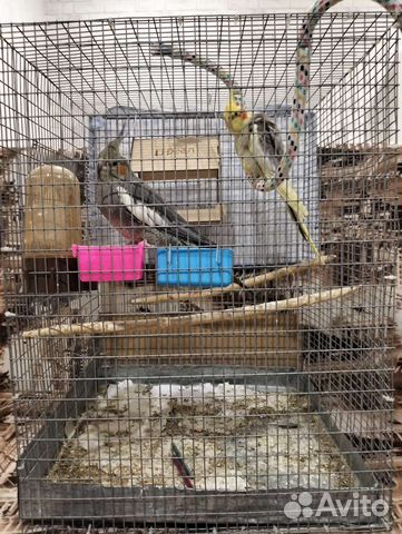 Попугаи Корелла