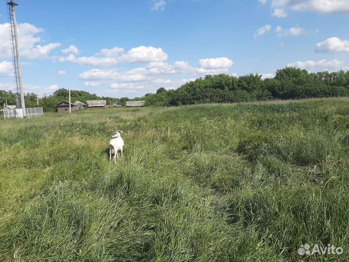 Козы козлята