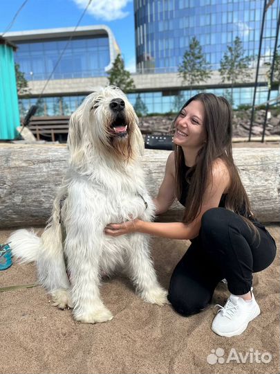 Выгул и передержка крупных собак