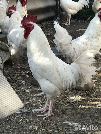 Петухи Пушкинской породы