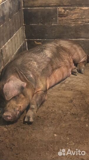 Хряк, дюрок