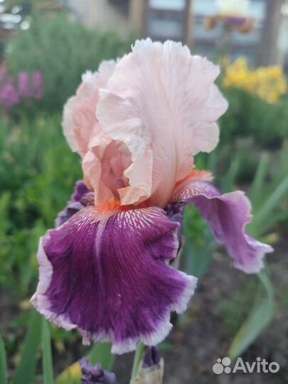 Ирисы бородатые