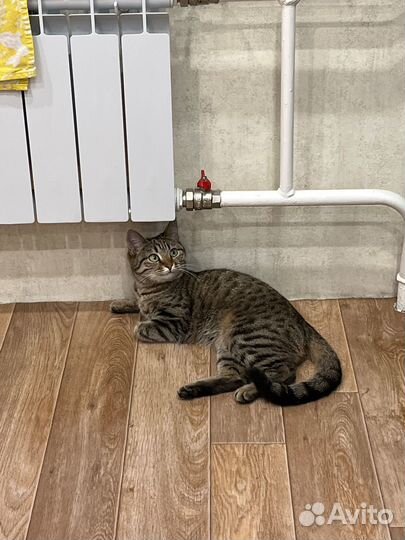 Отдам кошку в добрые руки