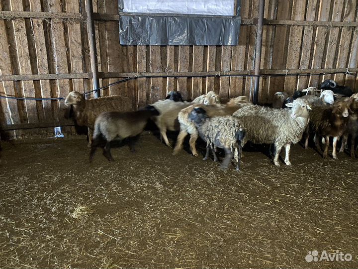 Бараны, ярки, овцы, ягнята, мододняк