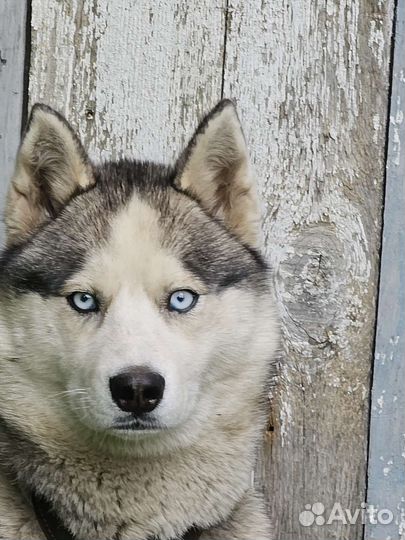 Сибирский хаски