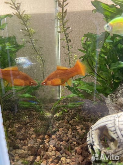 Рыба меченосец